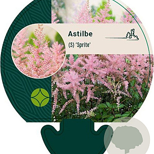 Astilbe (S) 'Sprite' GM P9