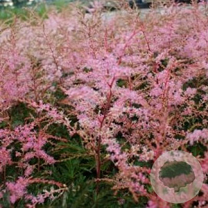 Astilbe (S) 'Sprite' GM P9