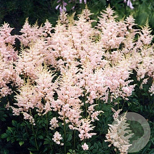 Astilbe (S) 'Sprite' GM P9