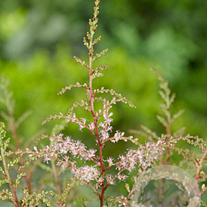 Astilbe (S) 'Sprite' GM P9