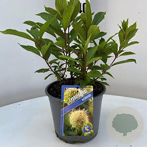 Cephalanthus occidentalis 30-40 cm 3,0L
