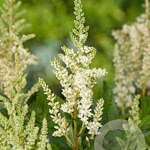 Astilbe (A) 'Weisse Gloria' GM P9