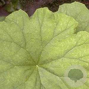 Astilboides tabularis GM P9
