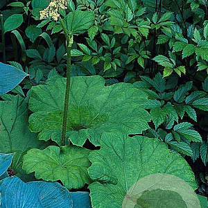 Astilboides tabularis GM P9