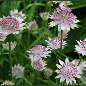 Astrantia 'Buckland' GM P9