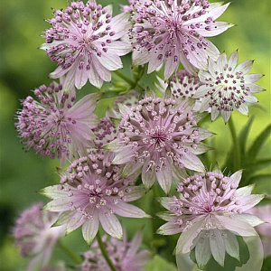 Astrantia 'Buckland' GM P9