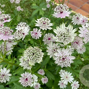 Astrantia major GM P9