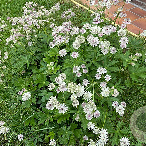 Astrantia major GM P9