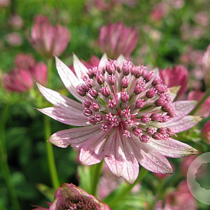 Astrantia maj. 'Pink Pride' GM P9