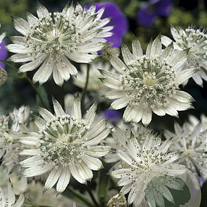 Astrantia maj. 'Snow Star' GM P9
