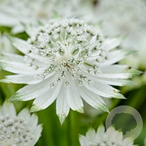 Astrantia maj. 'Snow Star' GM P9