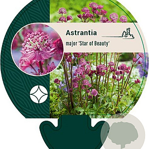 Astrantia maj. 'Star of Beauty' GM P9