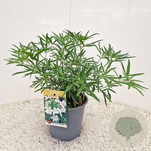 Choisya 'Aztec Pearl' 25-30 cm 2,5L