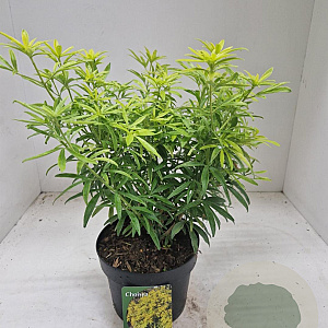 Choisya Goldfingers 25-30 cm 3,0L