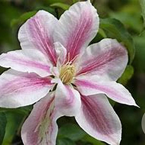 Clematis 'Andromeda' 80 cm rozenpot 2L