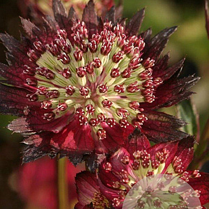 Astrantia 'Moulin Rouge' GM P9