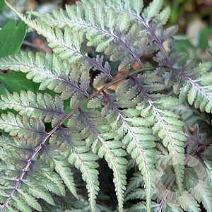 Athyrium niponicum pictum GM P9