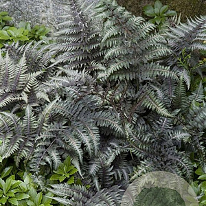 Athyrium niponicum pictum GM P9