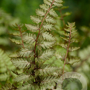 Athyrium niponicum pictum GM P9