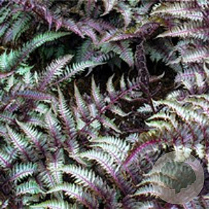 Athyrium niponicum pictum GM P9