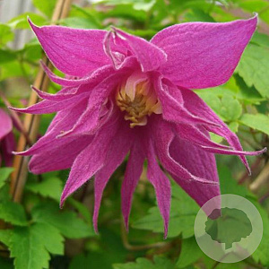 Clematis (A) 'Jutta' 80 cm rozenpot 2L