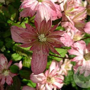 Clematis 'Marjorie' 80 cm rozenpot 2L 2 rank