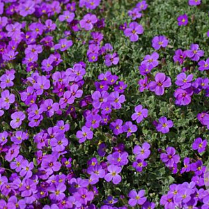 Aubrieta 'Blaumeise' GM P9