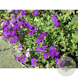 Aubrieta 'Cascade Blue' GM P9