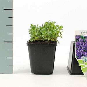 Aubrieta 'Cascade Blue' GM P9