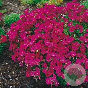 Aubrieta 'Cascade Red' GM P9