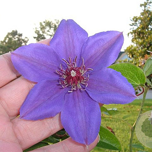 Clematis 'William Kennett' 80 cm rozenpot 2L