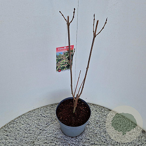 Clerodendrum trichotomum 50-60 cm 5,0L