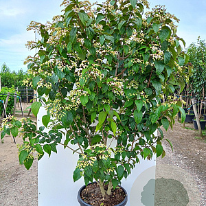 Clerodendrum trichotomum fargesii 100-125 cm 20L meerstammig