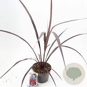 Cordyline Festival Burgundy 30-40 cm 3,0L