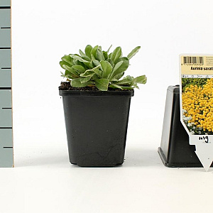 Aurinia saxatilis GM P9