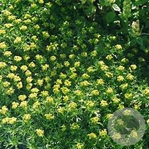 Azorella trifurcata GM P9