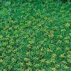 Azorella trifurcata GM P9