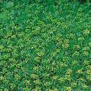 Azorella trifurcata GM P9
