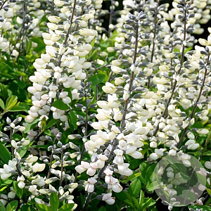 Baptisia alba GM P9