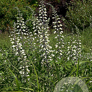 Baptisia alba GM P9