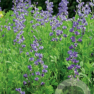Baptisia australis GM P9
