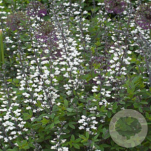 Baptisia a. 'Alba' GM P9