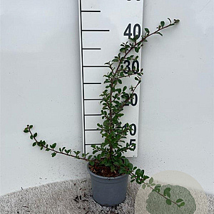 Cotoneaster radicans 'Eichholz' 25-30 cm C1.3