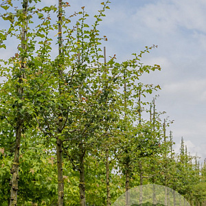 Crataegus media 'Paul's Scarlet' 14-16 HO draadkluit 250 cm stam