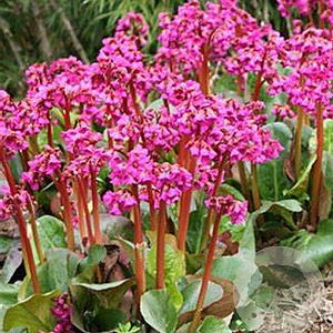 Bergenia 'Abendglut' GM P9