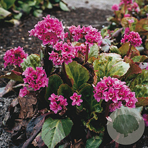 Bergenia 'Abendglut' GM P9