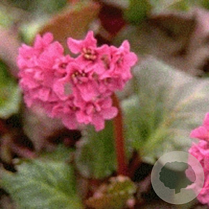Bergenia 'Abendglut' GM P9