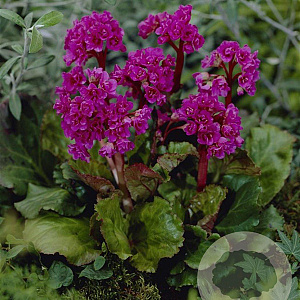 Bergenia 'Abendglut' GM P9