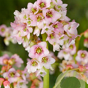Bergenia 'Baby Doll' GM P9