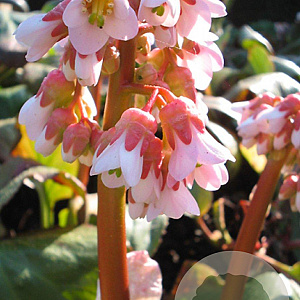 Bergenia 'Baby Doll' GM P9